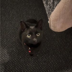 Meet your Posher, Clara